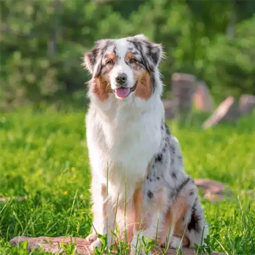 Dog 5