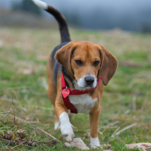 Dog 6