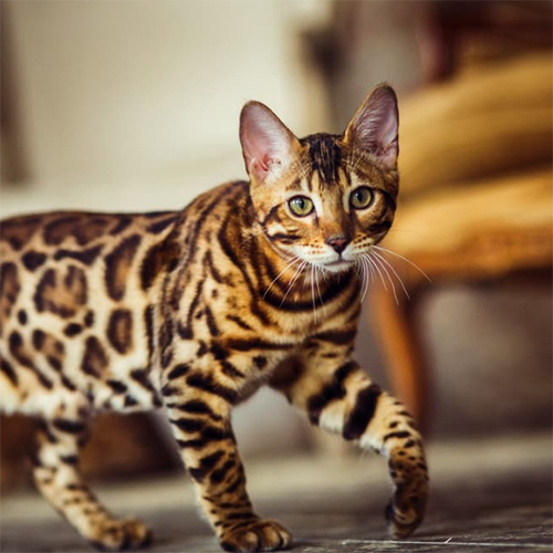 Cat 5