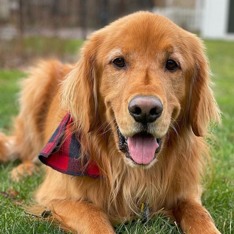 Dog 2