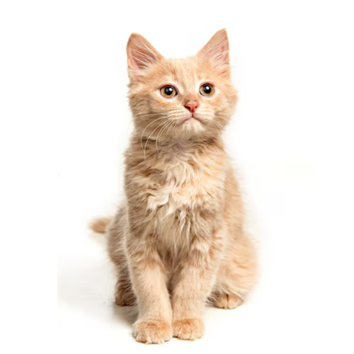 Featured Pet 3