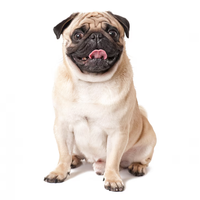 Featured Pet 1