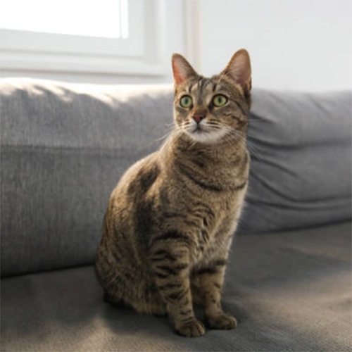 Cat 2